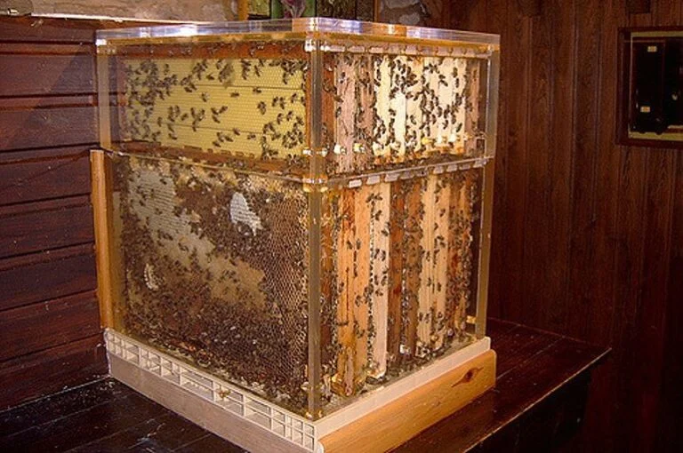 Musée de l'Abeille Vivante - photo 3